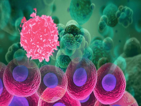 Ученые выяснили, как иммунитет помогает микробам убивать организм