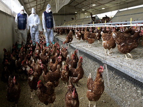 Во Франции обнаружили очаг вируса птичьего гриппа H5N8