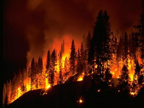 СМИ: на юге Франции произошли крупные лесные пожары