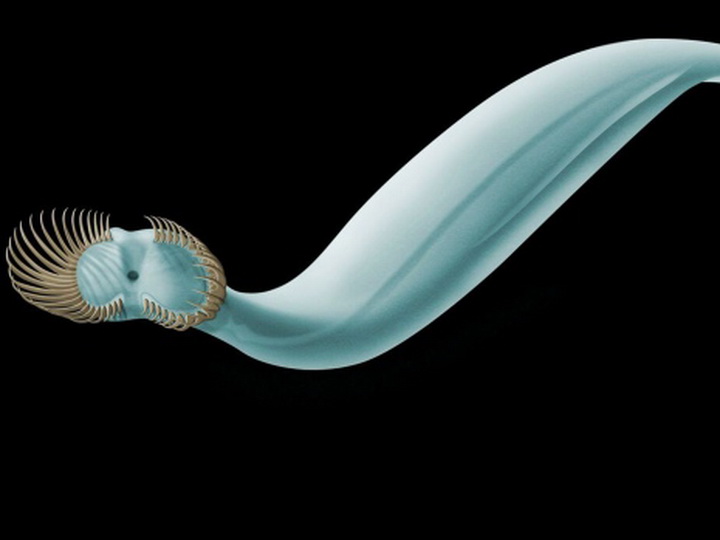 Биологи открыли древнего червя с 50 шипами на голове