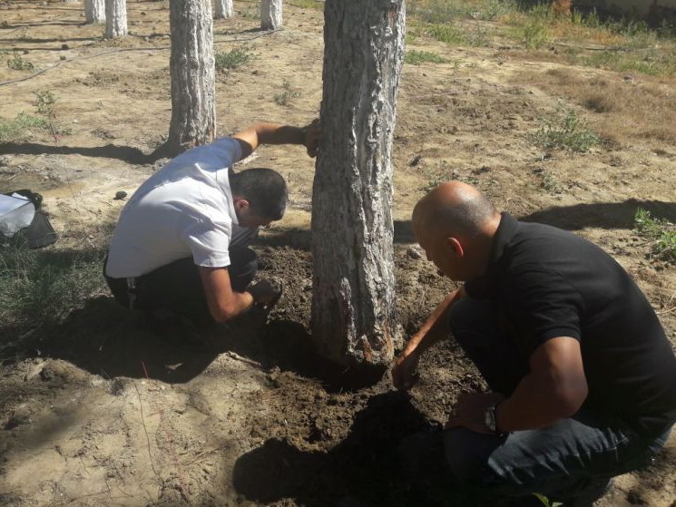 Возбуждено уголовное дело по факту умышленного уничтожения деревьев хозяином бакинского ресторана, который подсыпал им химикаты – ФОТО - ОБНОВЛЕНО