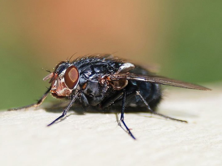 Опаснее, чем кажутся: ученые объяснили, почему нужно бояться мух