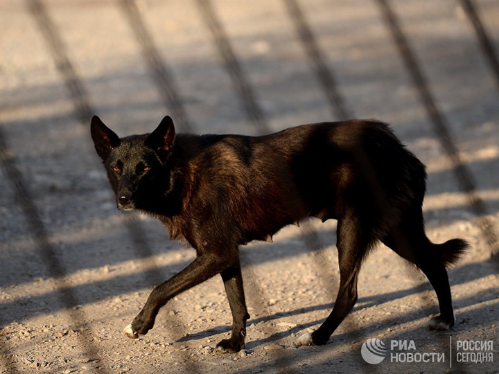В Колумбии брошенная в аэропорту собака умерла от тоски по хозяину