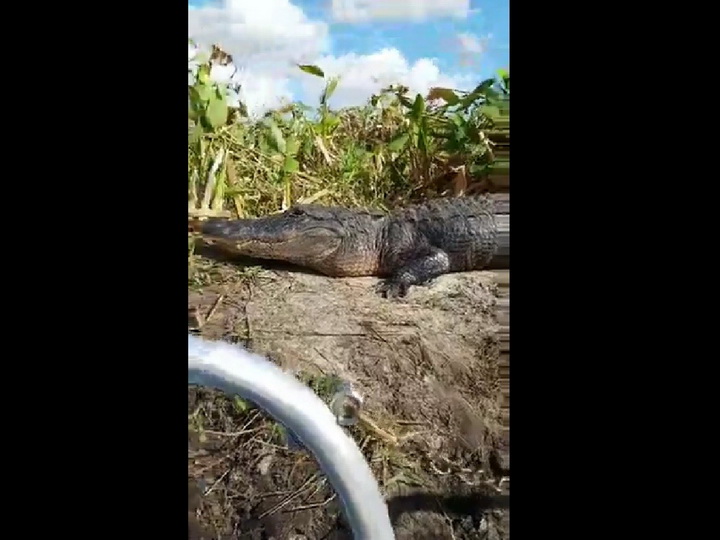 Прыжок аллигатора в лодку с туристами попал на видео - ВИДЕО