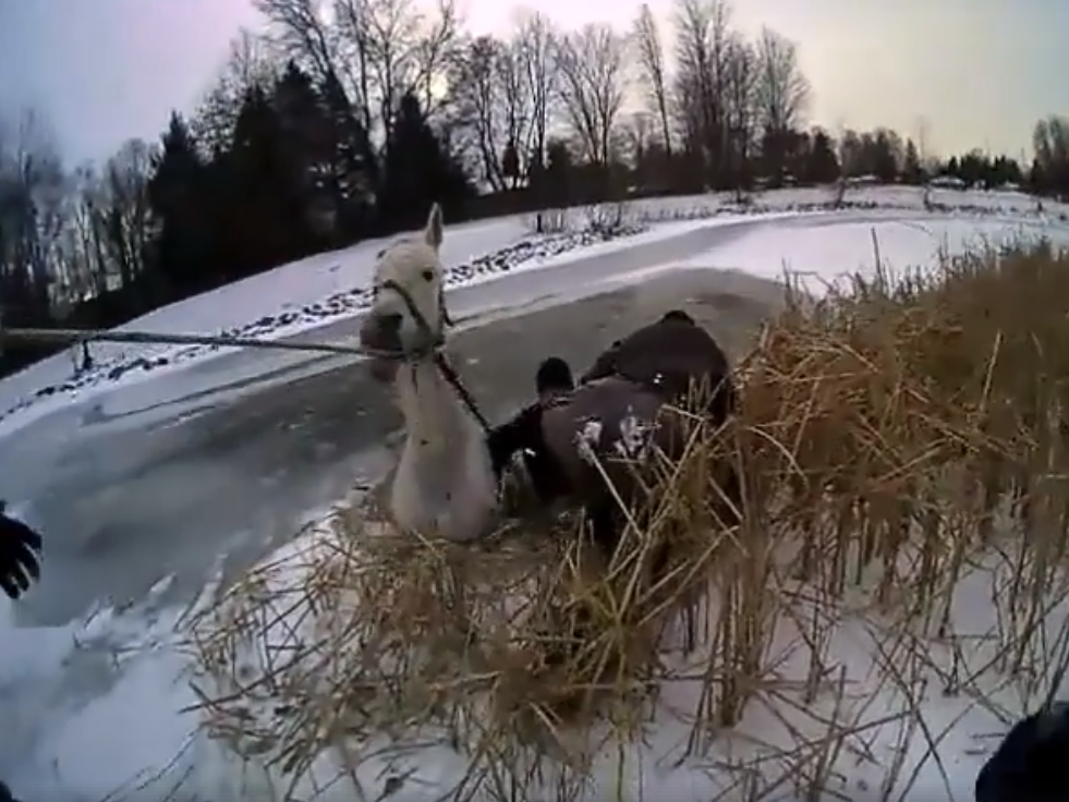 В США полицейский провалился под лед, спасая лошадь - ВИДЕО