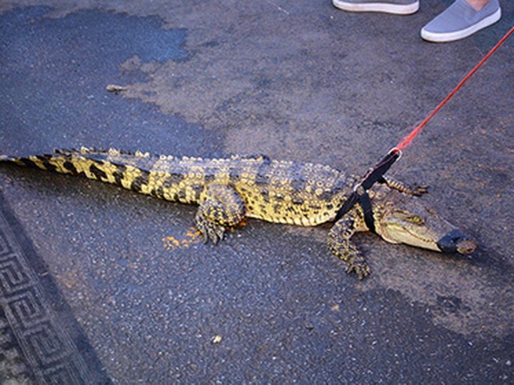 Живые крокодилы стали модным подарком на Рождество в Австралии