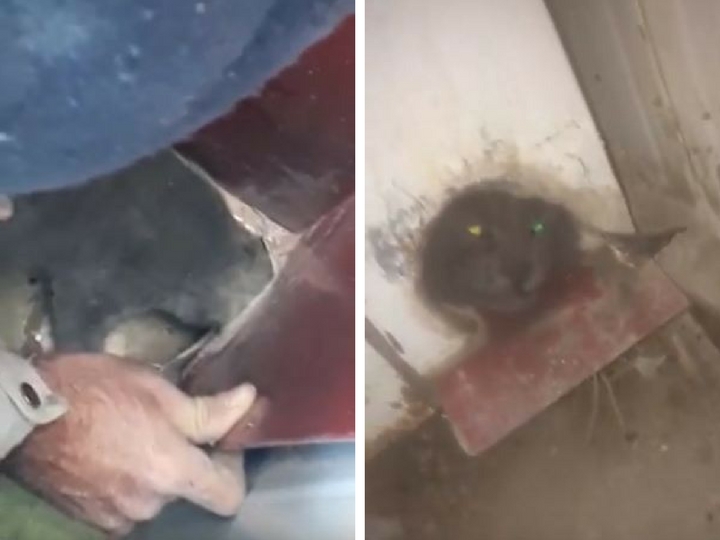 Жест доброты: Сотрудники сумгайытского завода спасли кошку – ВИДЕО