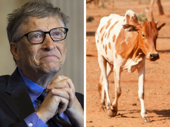 Билл Гейтс вложил 40 миллионов долларов в создание «суперкоровы» – ФОТО