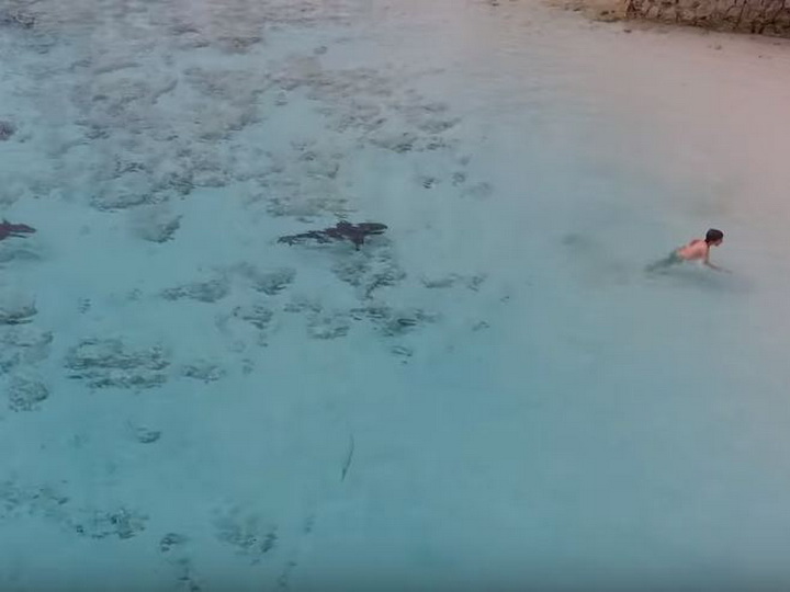 На Багамах мальчику чудом удалось спастись от четырех акул - ВИДЕО