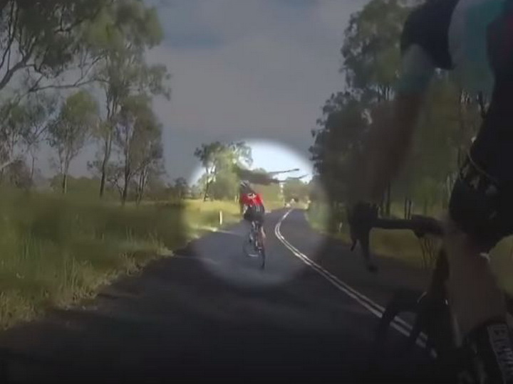 В Австралии кенгуру на лету сбил велосипедистку – ВИДЕО