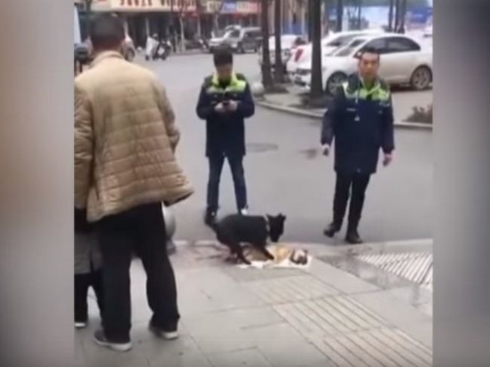 Душераздирающее видео: пёс пытается оживить сбитого машиной друга