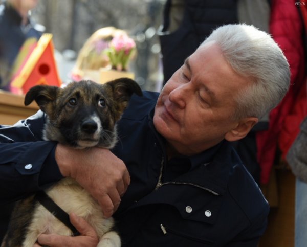 Собянин поблагодарил жителей столицы, которым не безразлична судьба бездомных животных из приютов