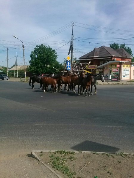 По улицам Астрахани разгуливает табун лошадей
