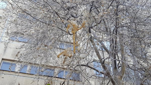 Нашествие гусениц в Петербурге: Листву на деревьях объедают за сутки