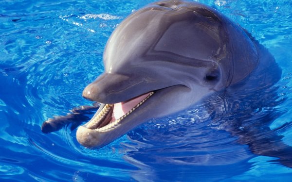 В соцсетях пользователи переживают за челнинских дельфинов