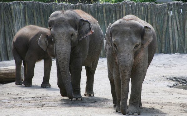В Ростовском зоопарке слоны спасаются от жары