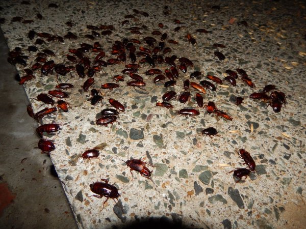 Вечеринки тараканов на тепловом коллекторе смутили жителя Омска