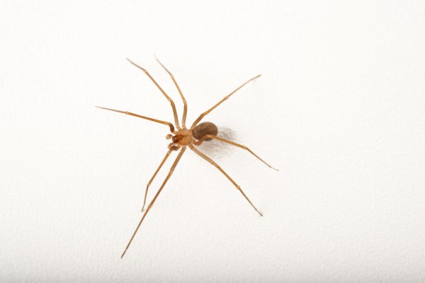 Ядовитые пауки заселились в постель жительницы США