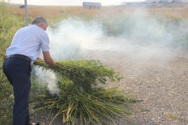 Казаки уничтожают огнём делянки с коноплёй под Ростовом