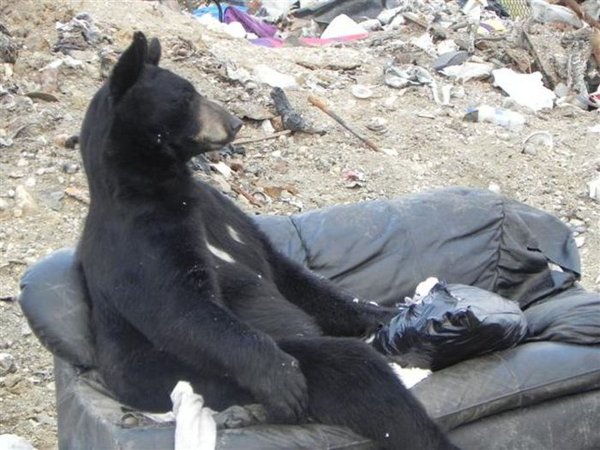 Медвежонок хулиганил на парковке в Красноярске