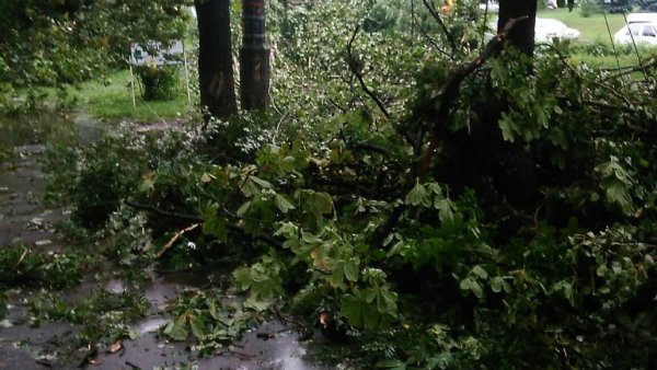 В Новочеркасске три недели не могут убрать упавшее во время стихии дерево