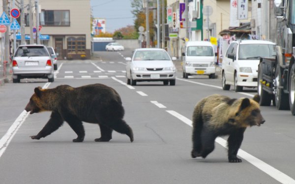 Семью гуляющих по Норильску медведей запечатлели на видео