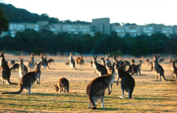 В Австралии полчища кенгуру атаковали пастбище и попали на видео