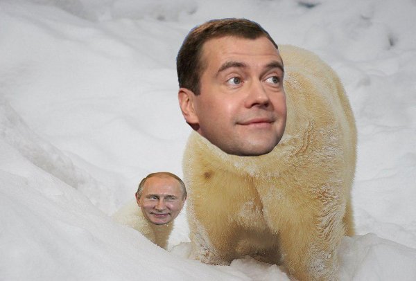 У правительства свой Умка: Медведева сравнили с заблудившимся мишкой и он растопил сердца россиян