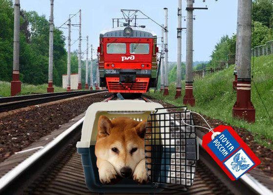 РЖД идёт по стопам «Почты России»? Проводники потеряли собаку при перевозке