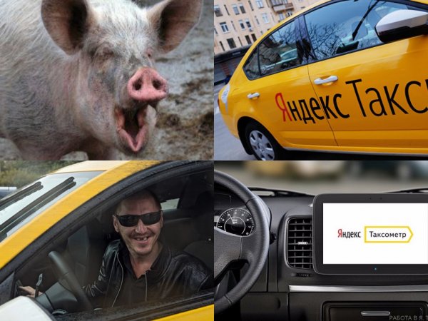 Вынуждают голодать: В Яндекс.Такси раскрыли причину свинского отношения к клиентам