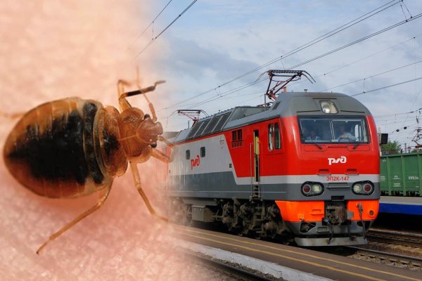 «Теперь чешемся»: Москвичи обозлились на РЖД за клопов в поезде