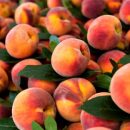 Качественные саженцы персиков