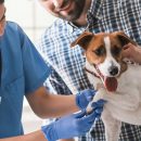 Ветеринарная клиника Барс: гарантия заботы о вашем питомце