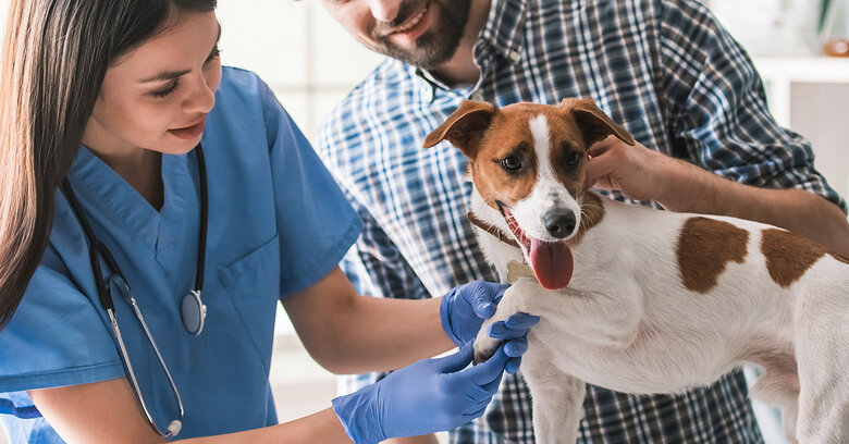Ветеринарная клиника Барс: гарантия заботы о вашем питомце